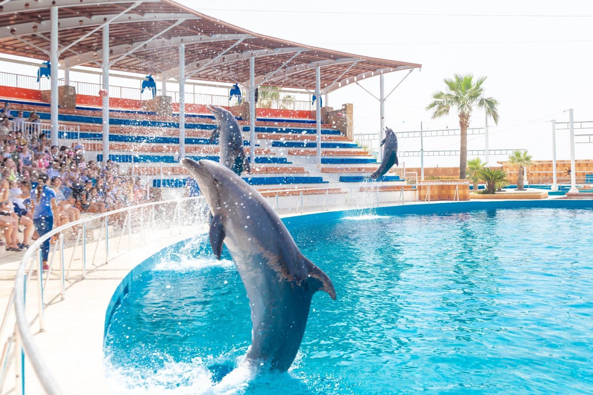 Dolphin Show